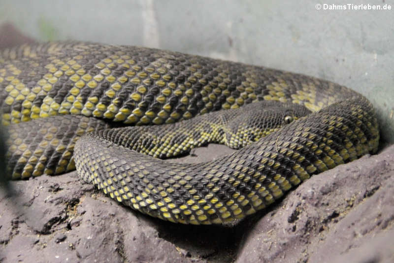 Trimeresurus purpureomaculatus-1