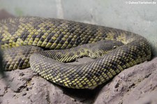 Mangrovenotter (Trimeresurus purpureomaculatus) im Dusit Zoo Bangkok