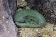  	Vogels Bambusotter (Trimeresurus purpureomaculatus) im Dusit Zoo Bangkok