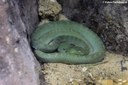 Trimeresurus vogeli