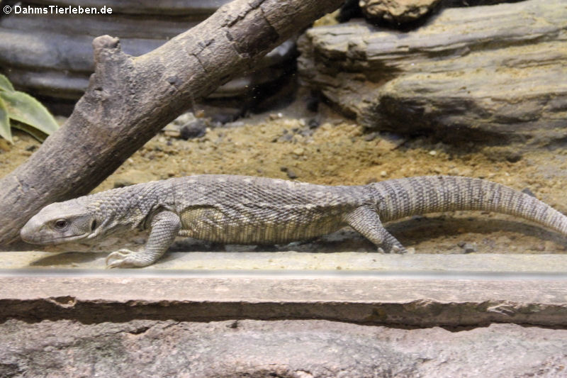 Varanus exanthematicus