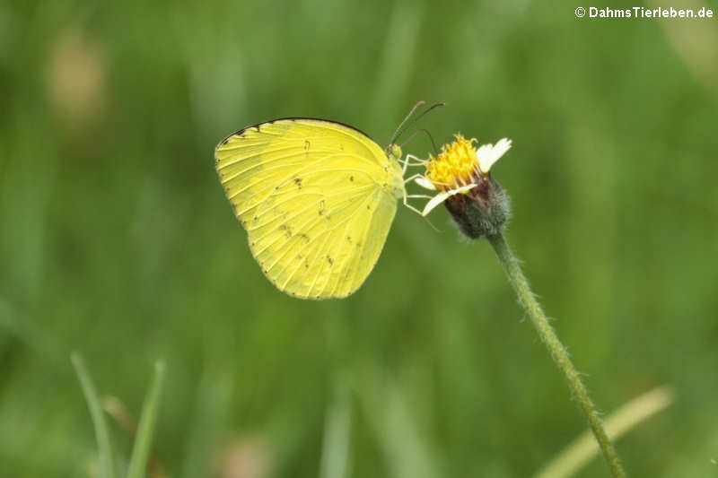 Eurema hecabe hecabe