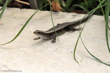 Vielstreifenskink (Eutropis multifasciata) aus Thailand