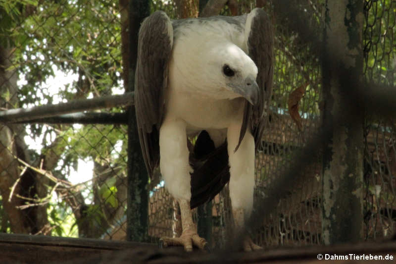 Haliaeetus leucogaster