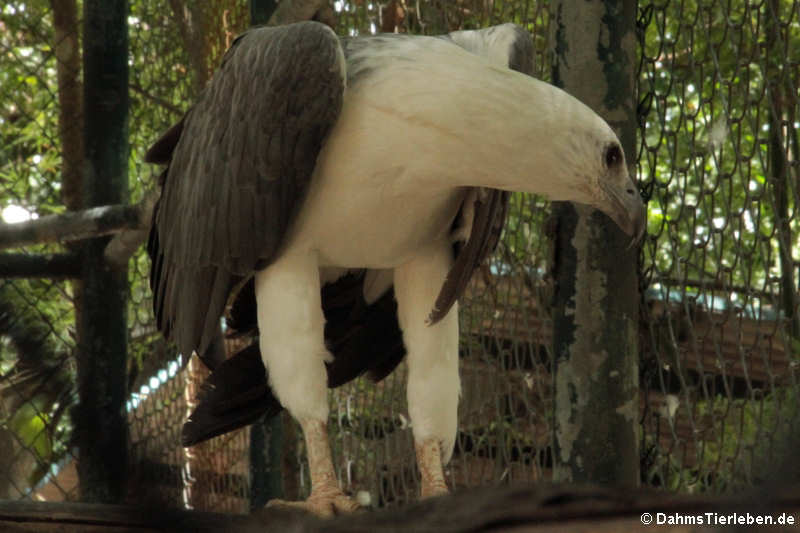 Weißbauch-Seeadler Icthyophaga leucogaster-1