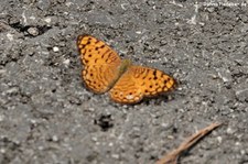 Phalanta alcippe alcippoides im Kaeng Krachan National Park, Thailand