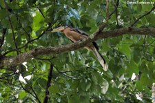 Rostbauch-Hornvogel (Anorrhinus tickelli) im Kaeng Krachan National Park, Thailand