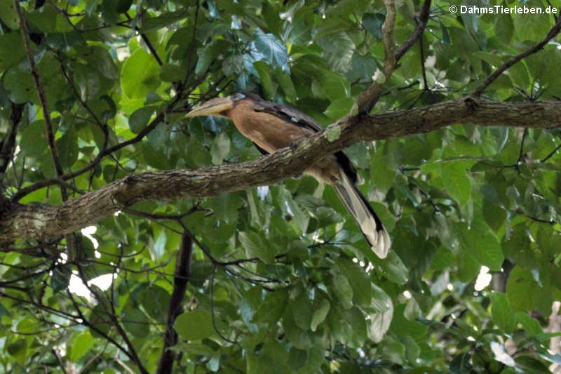Rostbauch-Hornvogel (Anorrhinus tickelli)