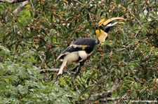 Doppelhornvogel (Buceros bicornis) im Kaeng Krachan National Park, Thailand