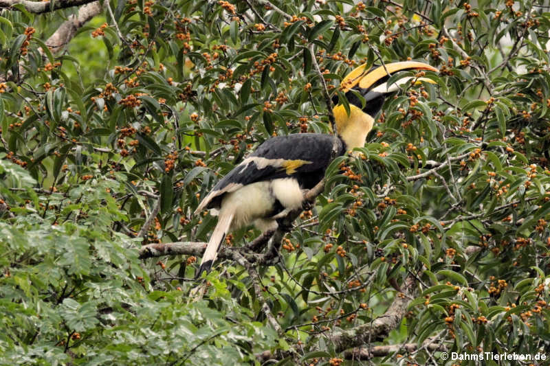 Buceros bicornis