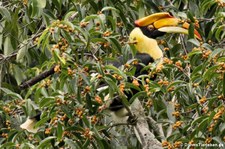 Doppelhornvogel (Buceros bicornis) im aeng Krachan National Park, Thailand