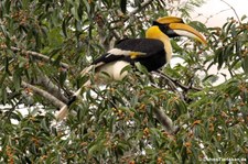 Doppelhornvogel (Buceros bicornis) im Kaeng Krachan National Park, Thailand