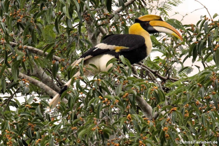 Buceros bicornis