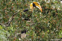 Doppelhornvogel im Kaeng Krachan National Park