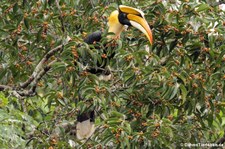 Doppelhornvogel (Buceros bicornis) im Kaeng Krachan National Park, Thailand