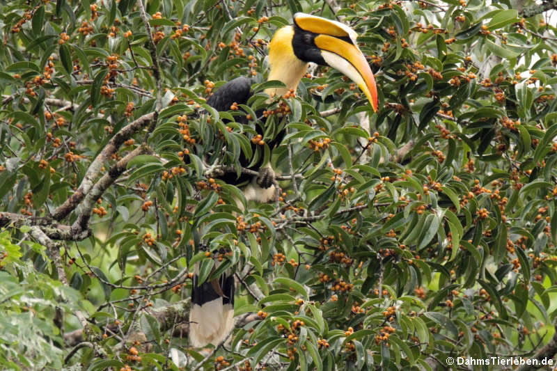 Doppelhornvogel (Buceros bicornis)