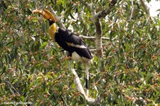 Doppelhornvogel (Buceros bicornis) im Kaeng Krachan National Park, Thailand