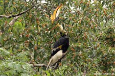 Doppelhornvogel (Buceros bicornis) im Kaeng Krachan National Park, Thailand