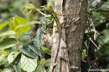 Emmas Schönechse (Calotes emma emma) im Kaeng Krachan National Park