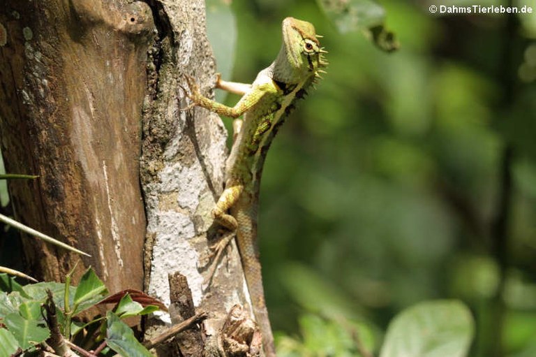 Calotes emma emma