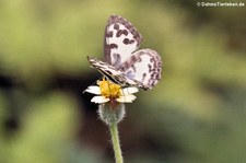 Castalius rosimon im Kaeng Krachan National Park, Thailand