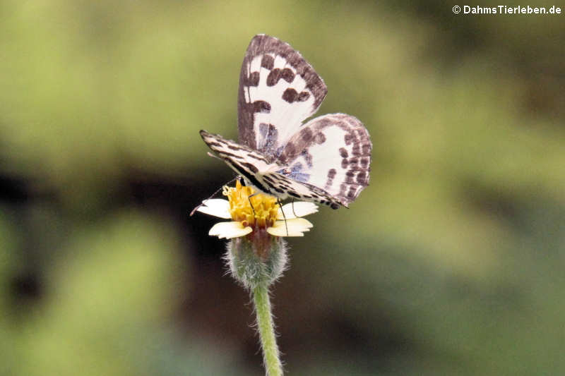 Schmetterling (Castalius rosimon)