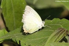 Catopsilia pomona im Kaeng Krachan National Park, Thailand