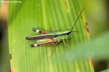 Heuschrecke (Ceracris fasciata) im Kaeng Krachan National Park, Thailand