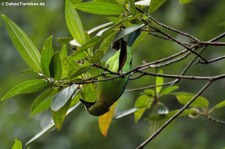 Blauflügel-Blattvogel (Chloropsis cochinchinensis) im Kaeng Krachan National Park, Thailand