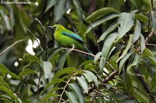 Blauflügel-Blattvogel (Chloropsis cochinchinensis) im Kaeng Krachan National Park, Thailand