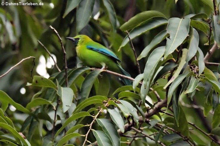 Chloropsis cochinchinensis