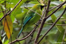 Blauflügel-Blattvogel (Chloropsis cochinchinensis) im Kaeng Krachan National Park, Thailand