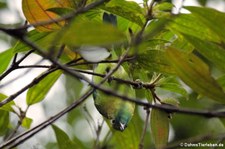 Blauflügel-Blattvogel (Chloropsis cochinchinensis) im Kaeng Krachan National Park, Thailand