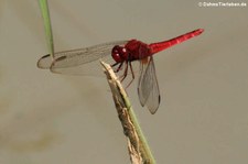 Orient-Feuerlibelle (Crocothemis servilia servilia) im Kaeng Krachan National Park, Thailand