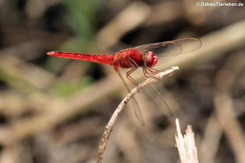 Crocothemis servilia servilia