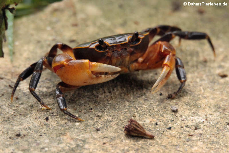 Demanietta khirikhan-1
