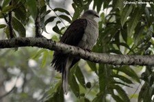 Gebirgsfruchttaube (Ducula badia) im Kaeng Krachan National Park, Bangkok