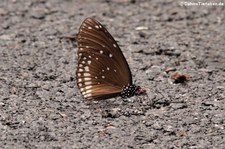 Oleanderfalter (Euploea core) im Kaeng Krachan National Park, Thailand