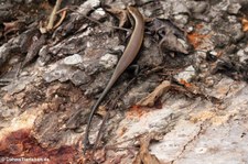 Vielstreifenskink (Eutropis multifasciata) aus dem Kaeng Krachan National Park, Thailand