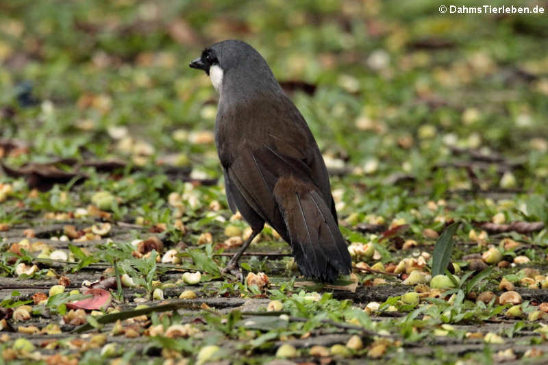 Pterorhinus chinensis-2