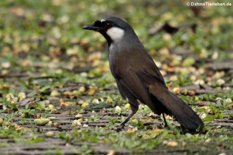 Pterorhinus chinensis-1