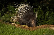 Malaiisches Stachelschwein (Hystrix brachyura) im Kaeng Krachan National Park, Thailand