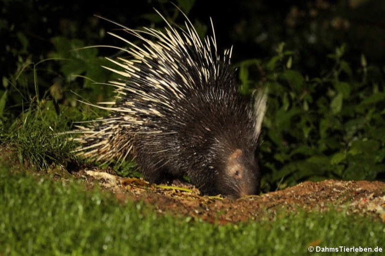 Hystrix brachyura