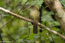 Grauaugen-Bülbül (Iole propinqua) im Kaeng Krachan National Park, Thailand