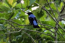 Elfenblauvogel oder Türkisfeenvogel (Irena puella) im Kaeng Krachan National Park, Thailand