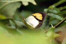 Ixias pyrene verna im Kaeng Krachan National Park, Thailand