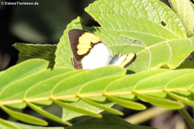 Ixias pyrene verna (male)