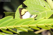 Ixias pyrene verna im Kaeng Krachan National Park, Thailand