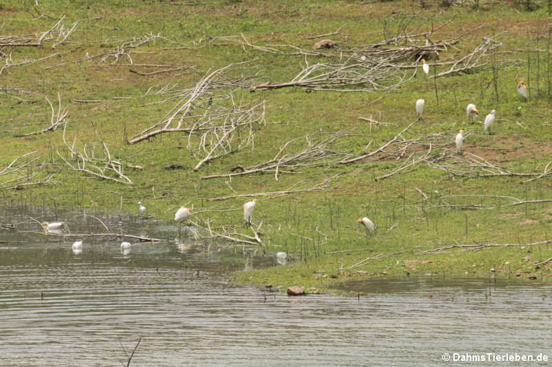 Eine Gruppe Kuhreiher im Kaeng Krachan National Park