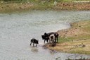 Kühe am Kaeng-Krachan-Stausee